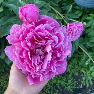 Meet your Posher, Mabel